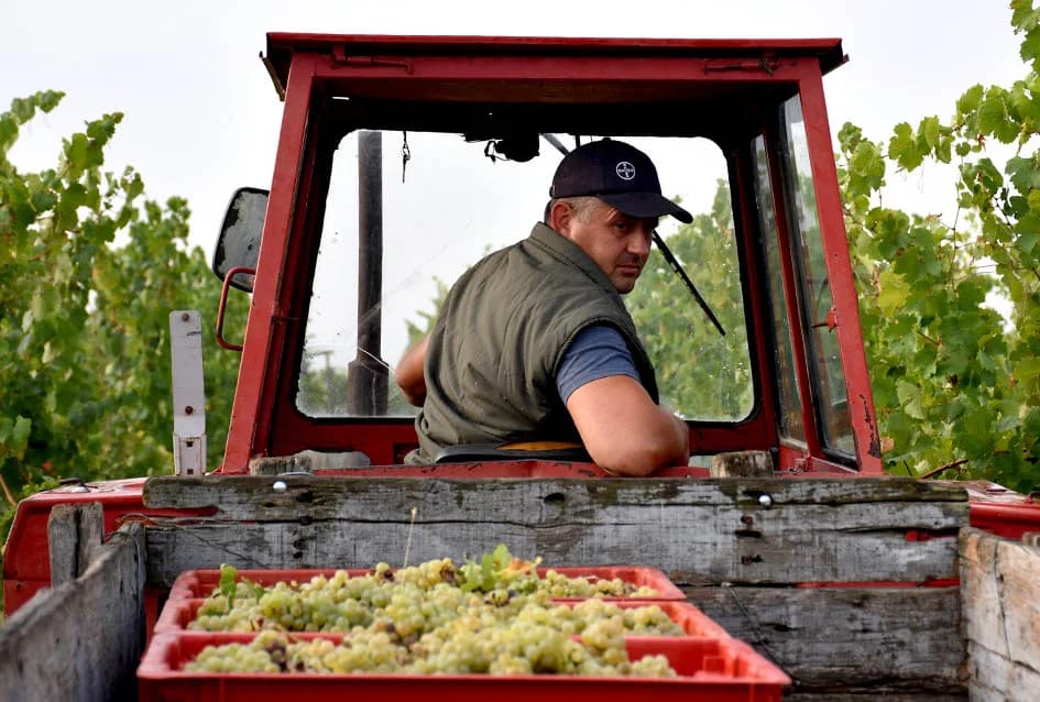 OBILJE GROŽĐA U VINOGRADIMA OBITELJI PERAK IZ KUTJEVA: Berba za pamćenje