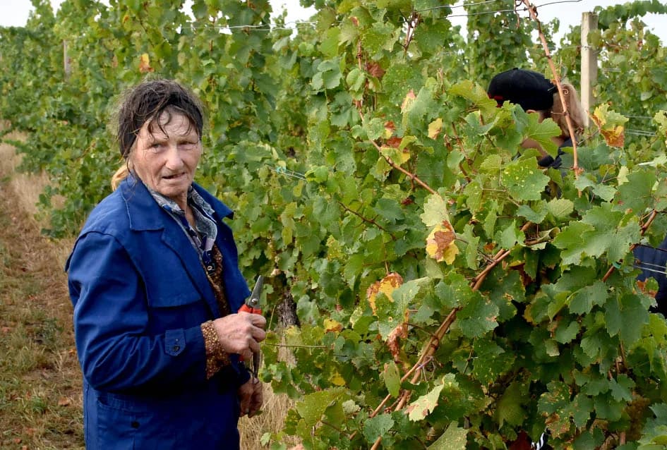 OBILJE GROŽĐA U VINOGRADIMA OBITELJI PERAK IZ KUTJEVA: Berba za pamćenje