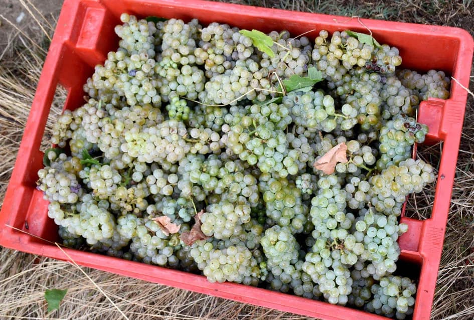 OBILJE GROŽĐA U VINOGRADIMA OBITELJI PERAK IZ KUTJEVA: Berba za pamćenje