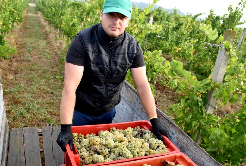 OBILJE GROŽĐA U VINOGRADIMA OBITELJI PERAK IZ KUTJEVA: Berba za pamćenje