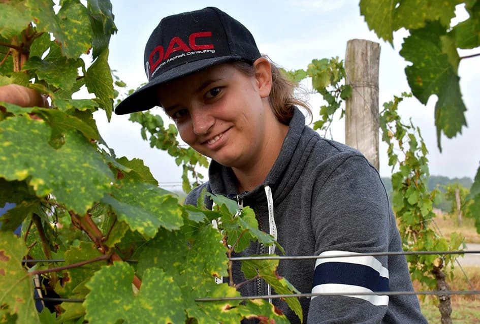 OBILJE GROŽĐA U VINOGRADIMA OBITELJI PERAK IZ KUTJEVA: Berba za pamćenje