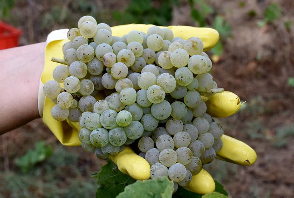OBILJE GROŽĐA U VINOGRADIMA OBITELJI PERAK IZ KUTJEVA: Berba za pamćenje