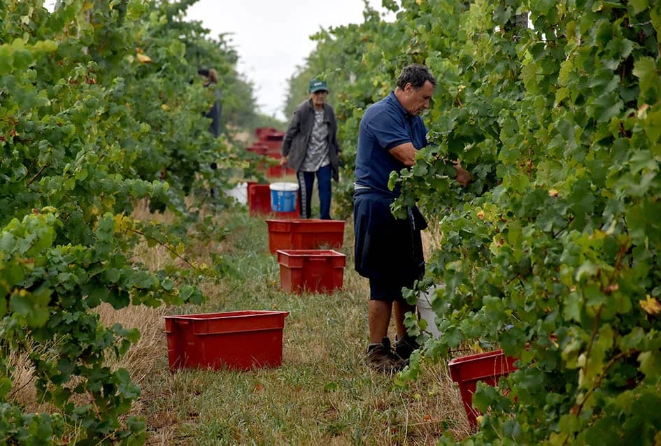 OBILJE GROŽĐA U VINOGRADIMA OBITELJI PERAK IZ KUTJEVA: Berba za pamćenje