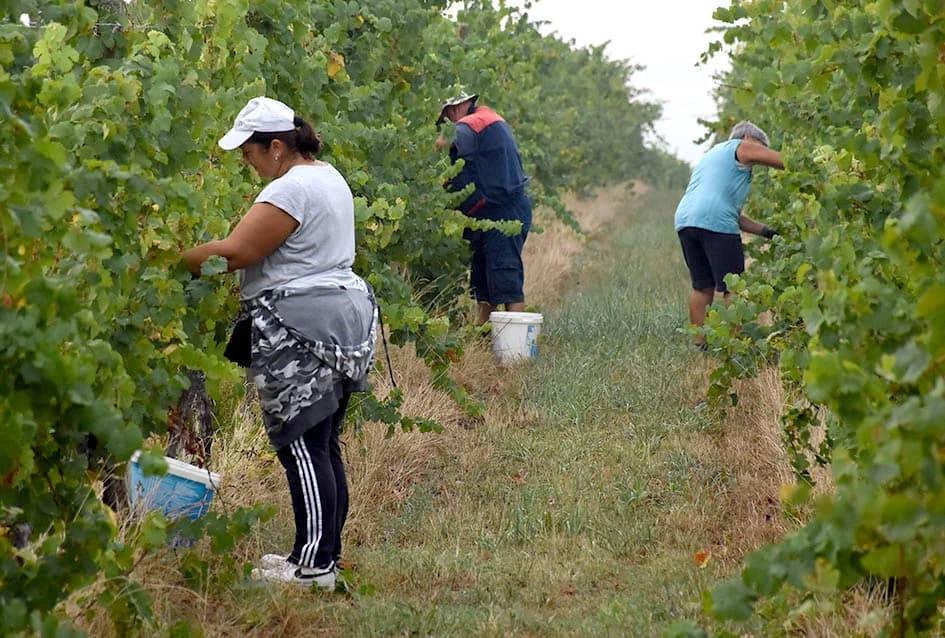 OBILJE GROŽĐA U VINOGRADIMA OBITELJI PERAK IZ KUTJEVA: Berba za pamćenje