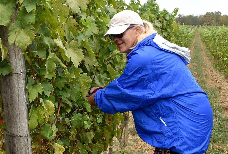 KUTJEVAČKA OBITELJ ČAMAK PRIVELA BERBU KRAJU: Vera i Robert zadovoljno trljaju dlanove