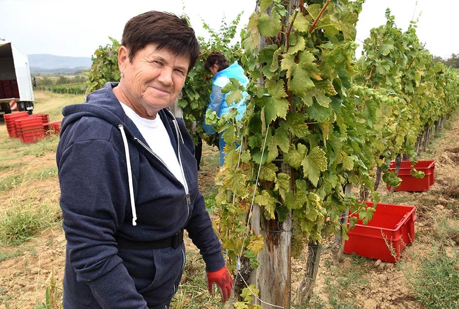 KUTJEVAČKA OBITELJ ČAMAK PRIVELA BERBU KRAJU: Vera i Robert zadovoljno trljaju dlanove