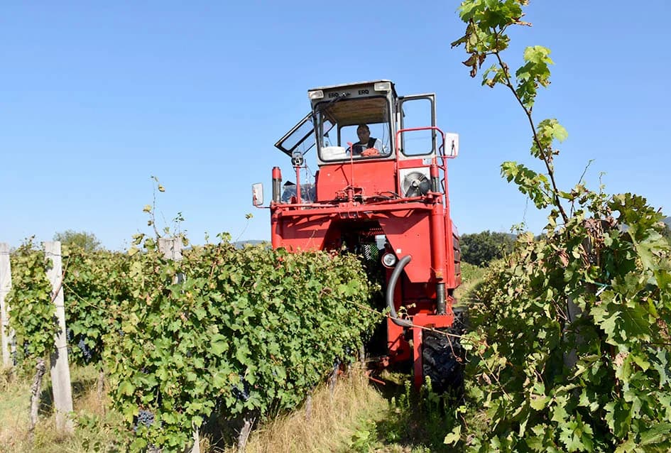 Suša u vinogradima obitelji Bodegrajac umanjila prinos za petinu