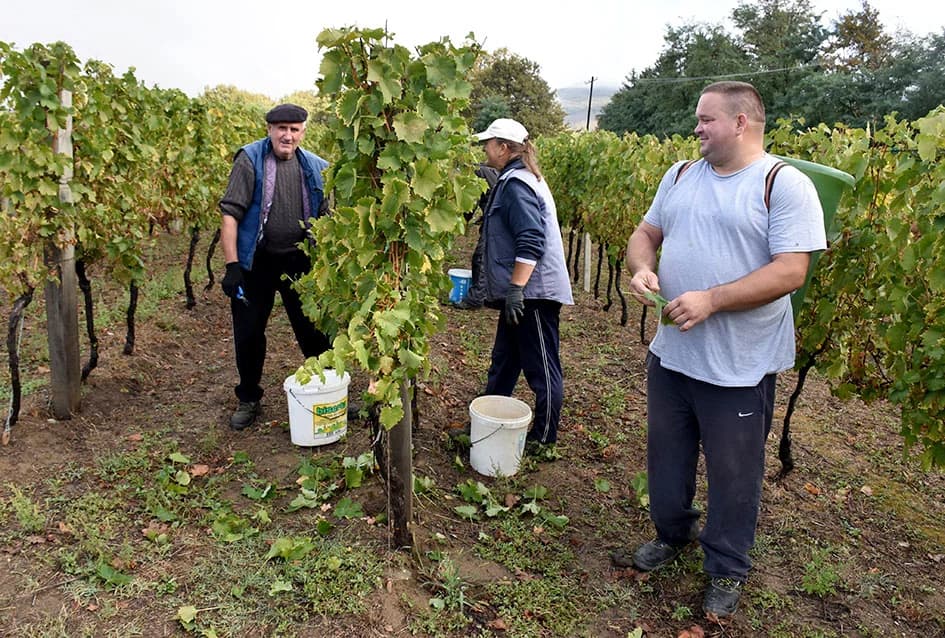 Suša u vinogradima obitelji Bodegrajac umanjila prinos za petinu