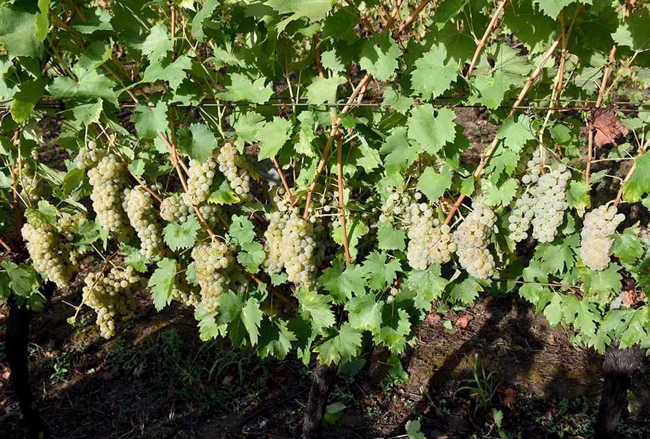 Suša u vinogradima obitelji Bodegrajac umanjila prinos za petinu