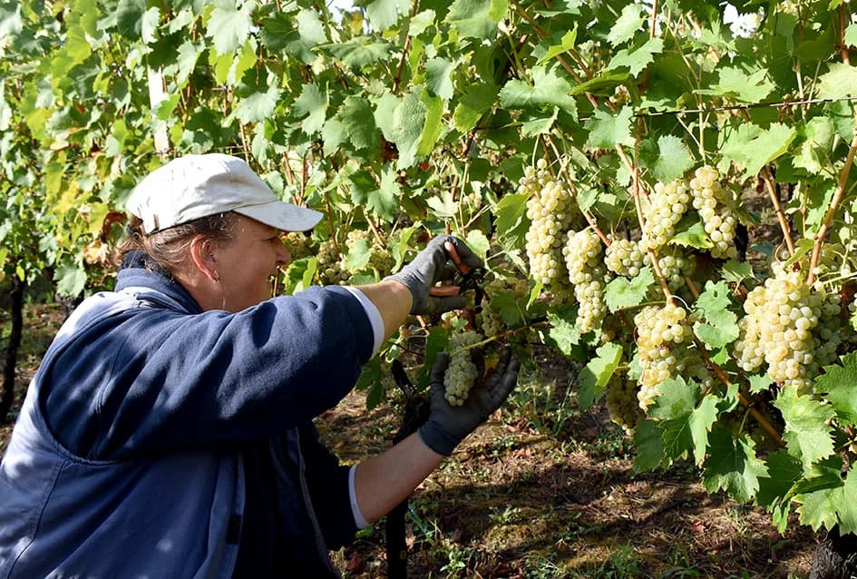 Suša u vinogradima obitelji Bodegrajac umanjila prinos za petinu