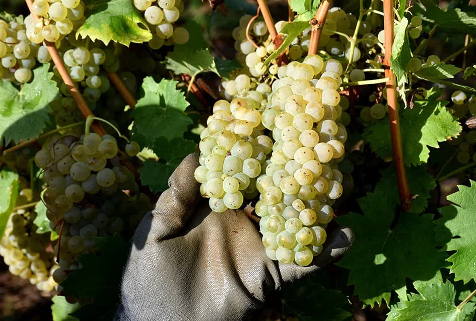 Suša u vinogradima obitelji Bodegrajac umanjila prinos za petinu