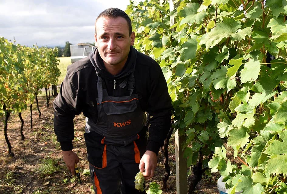 Suša u vinogradima obitelji Bodegrajac umanjila prinos za petinu