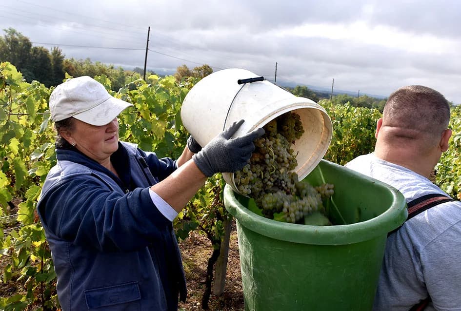 Suša u vinogradima obitelji Bodegrajac umanjila prinos za petinu