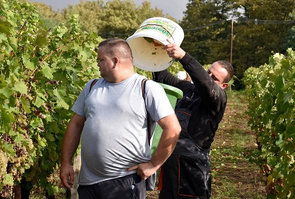 Suša u vinogradima obitelji Bodegrajac umanjila prinos za petinu