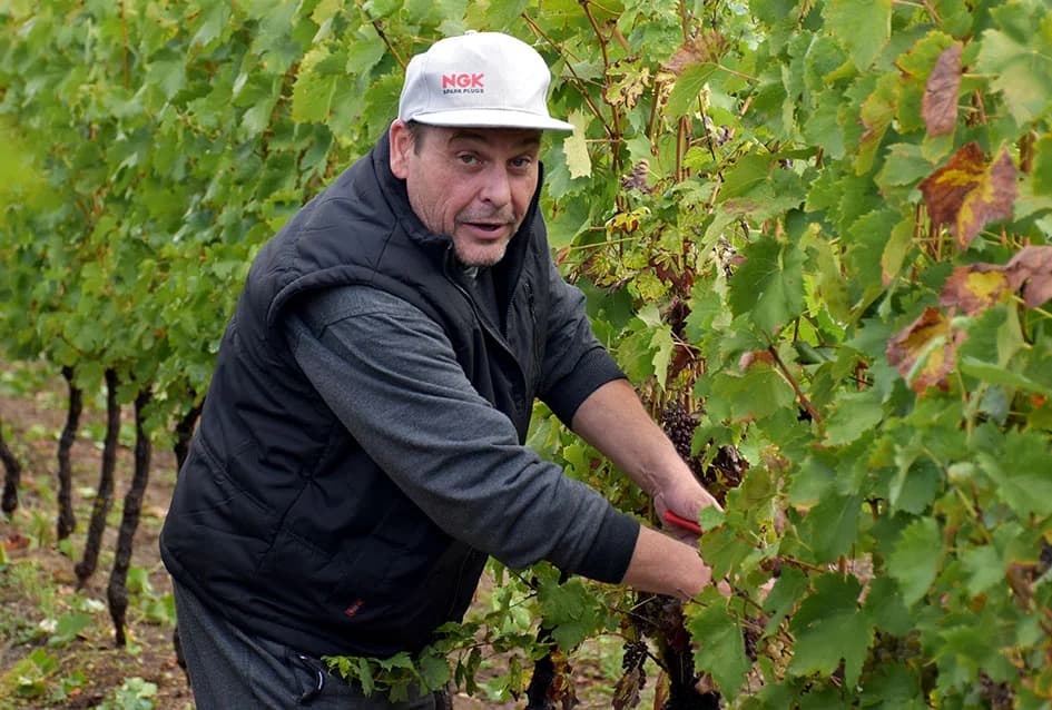 Suša u vinogradima obitelji Bodegrajac umanjila prinos za petinu