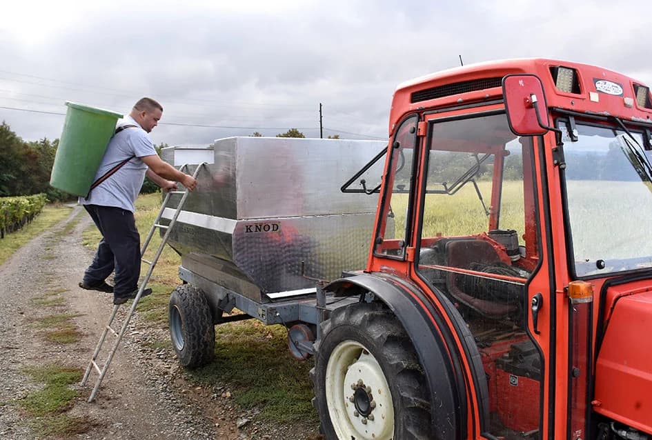 Suša u vinogradima obitelji Bodegrajac umanjila prinos za petinu