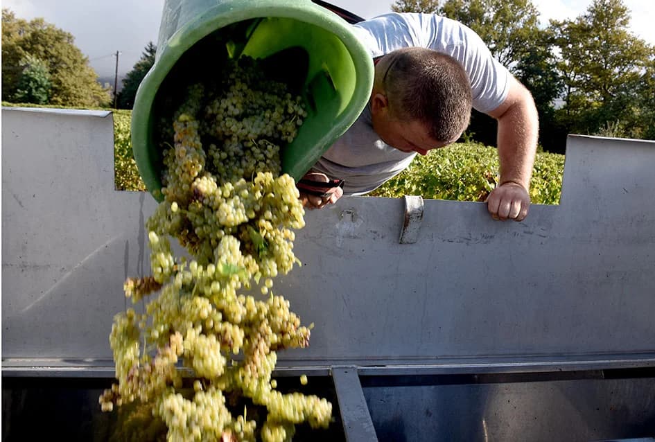 Suša u vinogradima obitelji Bodegrajac umanjila prinos za petinu