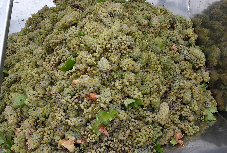 Suša u vinogradima obitelji Bodegrajac umanjila prinos za petinu