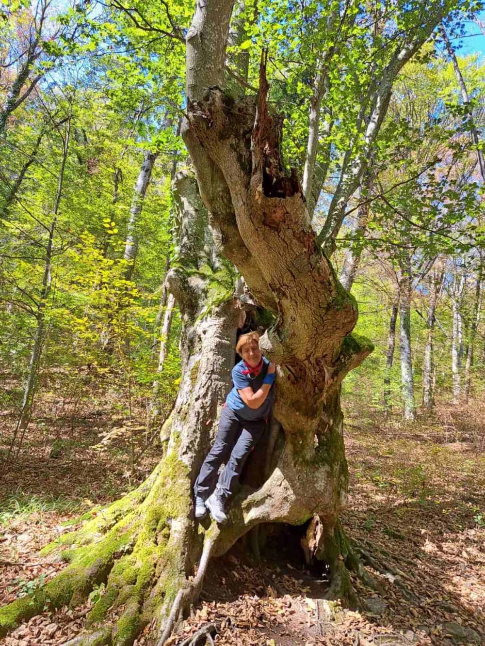 NOVI POHOD: Planinari Sokolovca Tragom putopisa Julija Kempfa po Stazi jaglaca na Papuku
