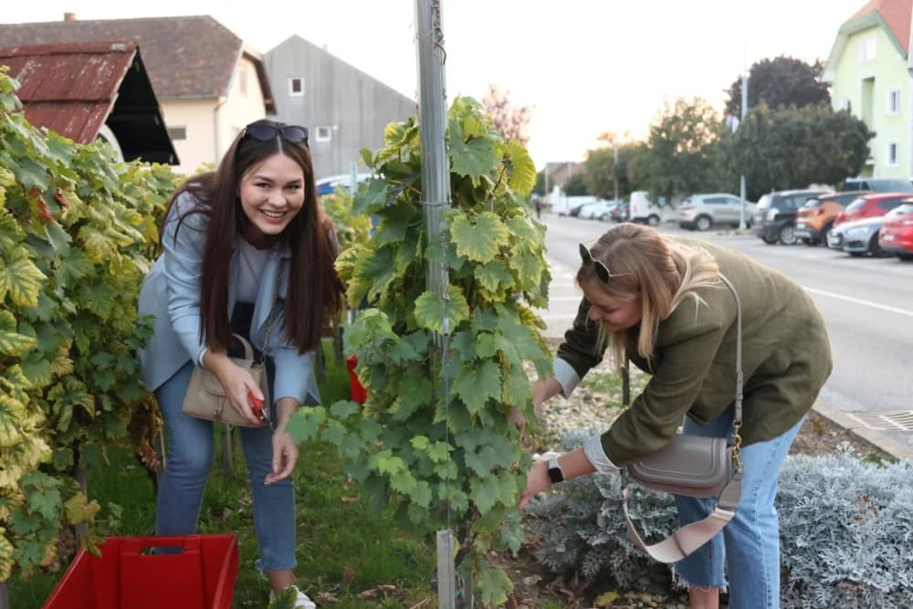 ZAVRŠETAK BERBE: Dosadašnji  vincilir Zoran Svitok na oproštaj doveo tamburaše, a za novog vincilira izabran Viktor Tepeš