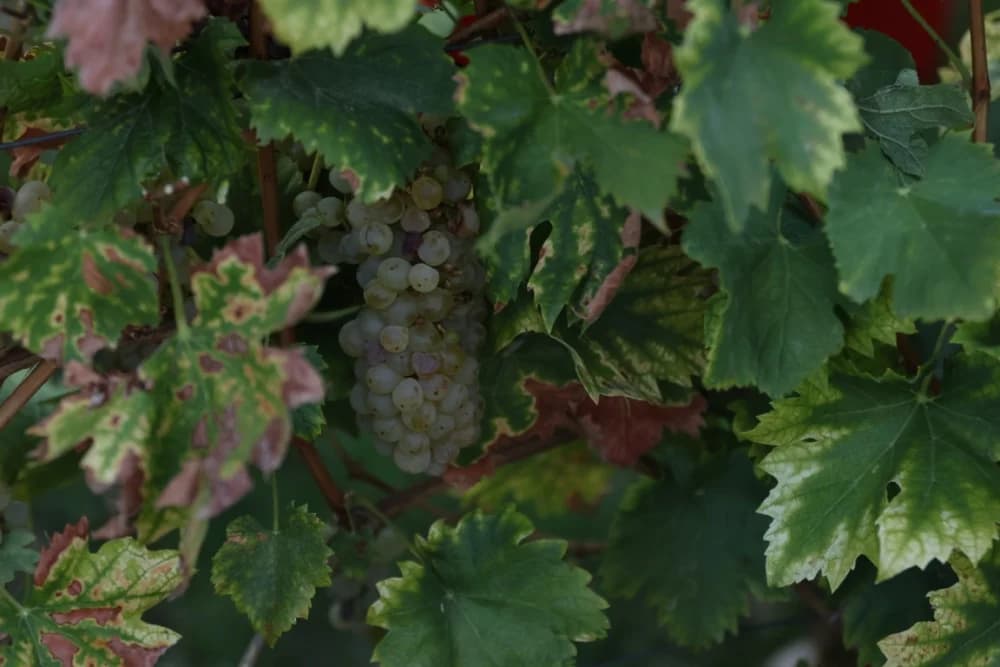 ZAVRŠETAK BERBE: Dosadašnji  vincilir Zoran Svitok na oproštaj doveo tamburaše, a za novog vincilira izabran Viktor Tepeš
