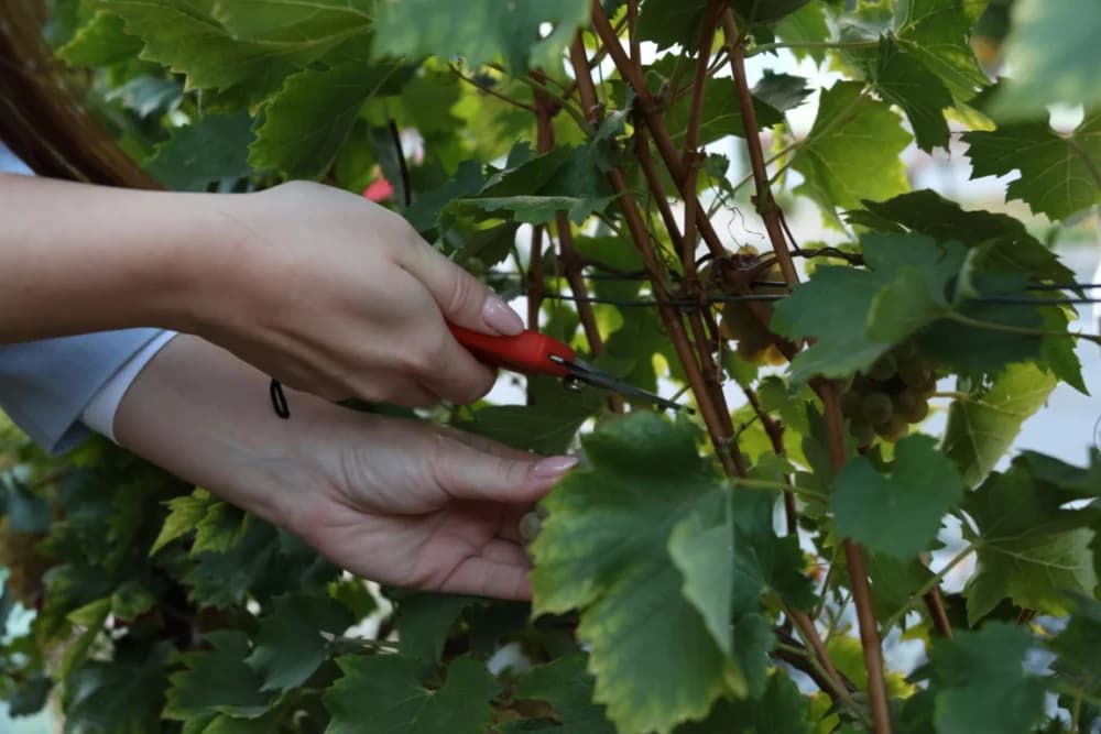 ZAVRŠETAK BERBE: Dosadašnji  vincilir Zoran Svitok na oproštaj doveo tamburaše, a za novog vincilira izabran Viktor Tepeš