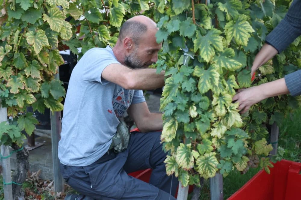 ZAVRŠETAK BERBE: Dosadašnji  vincilir Zoran Svitok na oproštaj doveo tamburaše, a za novog vincilira izabran Viktor Tepeš
