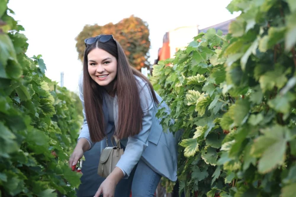 ZAVRŠETAK BERBE: Dosadašnji  vincilir Zoran Svitok na oproštaj doveo tamburaše, a za novog vincilira izabran Viktor Tepeš