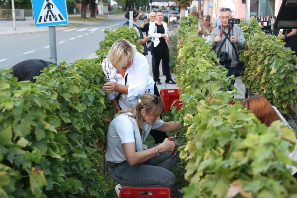 ZAVRŠETAK BERBE: Dosadašnji  vincilir Zoran Svitok na oproštaj doveo tamburaše, a za novog vincilira izabran Viktor Tepeš