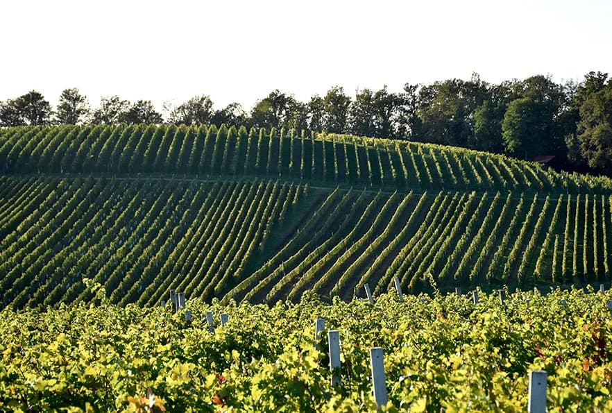 DRUGO IZDANJE CROATICA MASTERKLASSA ODRŽAN U KUTJEVU: Pinot crni je sorta uz bok graševini