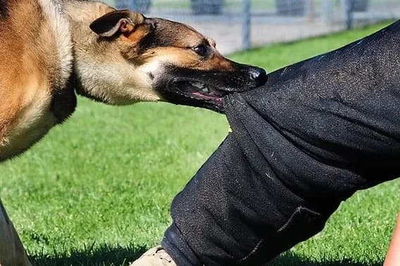 Ostavila psa bez nadzora pa on ugrizao 41-godišnjakinju