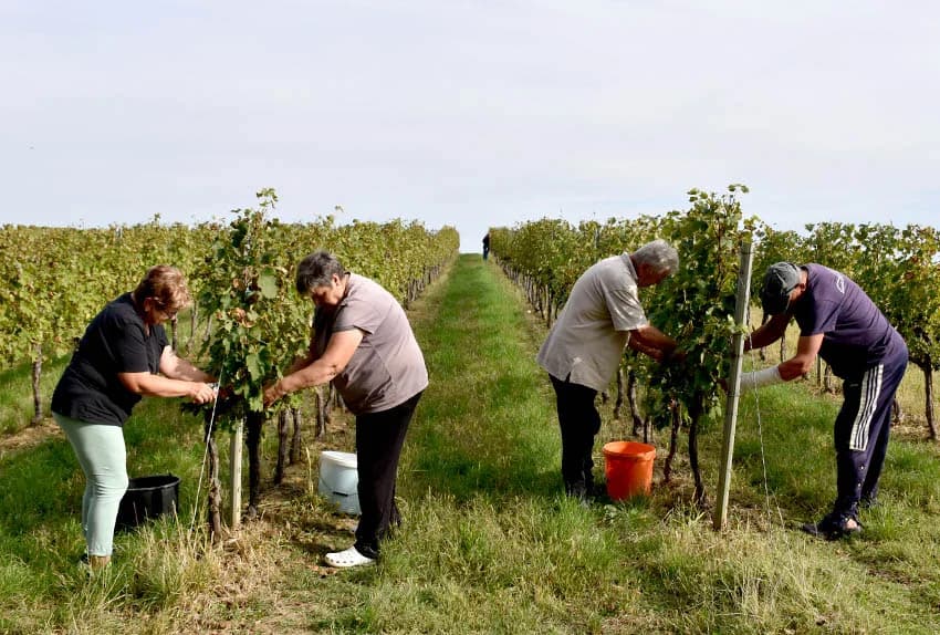 Nakon graševine na red došao pinot crni