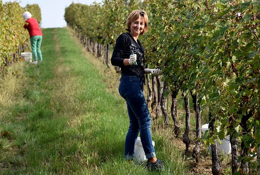 Nakon graševine na red došao pinot crni