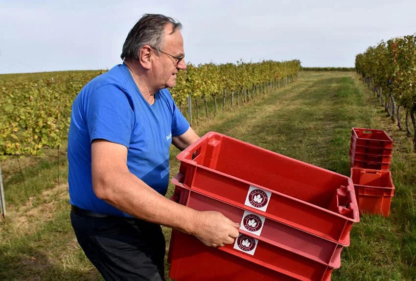 Nakon graševine na red došao pinot crni