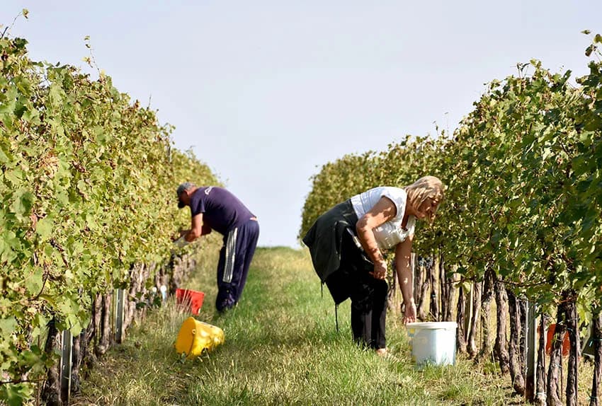 Nakon graševine na red došao pinot crni