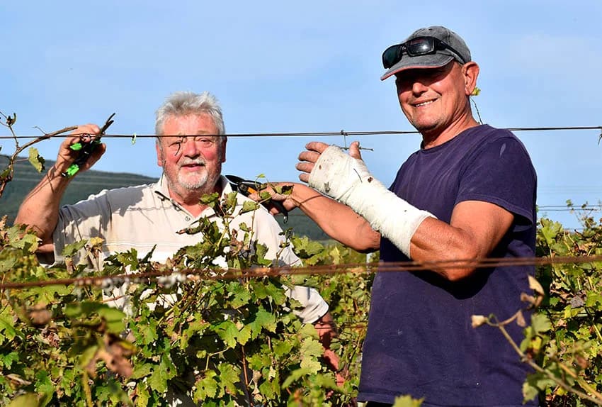 Nakon graševine na red došao pinot crni