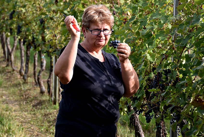 Nakon graševine na red došao pinot crni