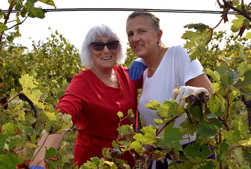 Nakon graševine na red došao pinot crni