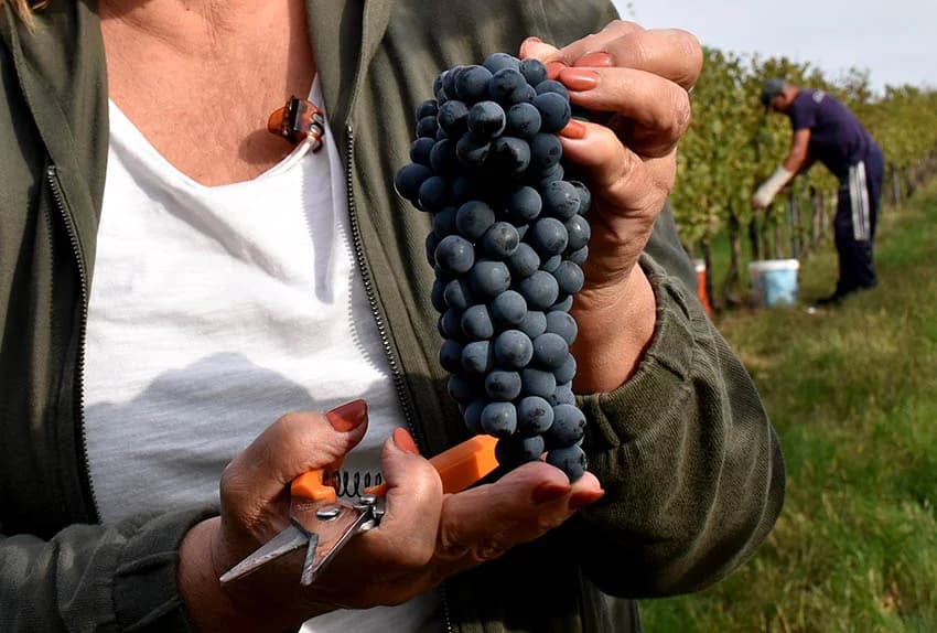 Nakon graševine na red došao pinot crni