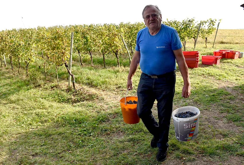 Nakon graševine na red došao pinot crni