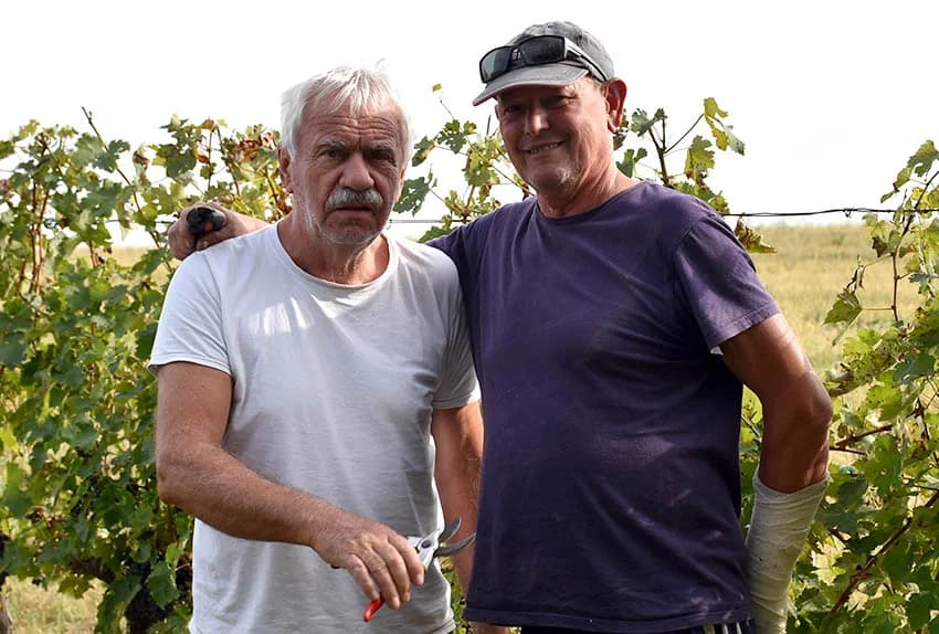 Nakon graševine na red došao pinot crni