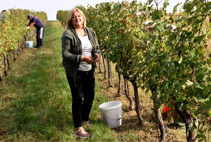 Nakon graševine na red došao pinot crni