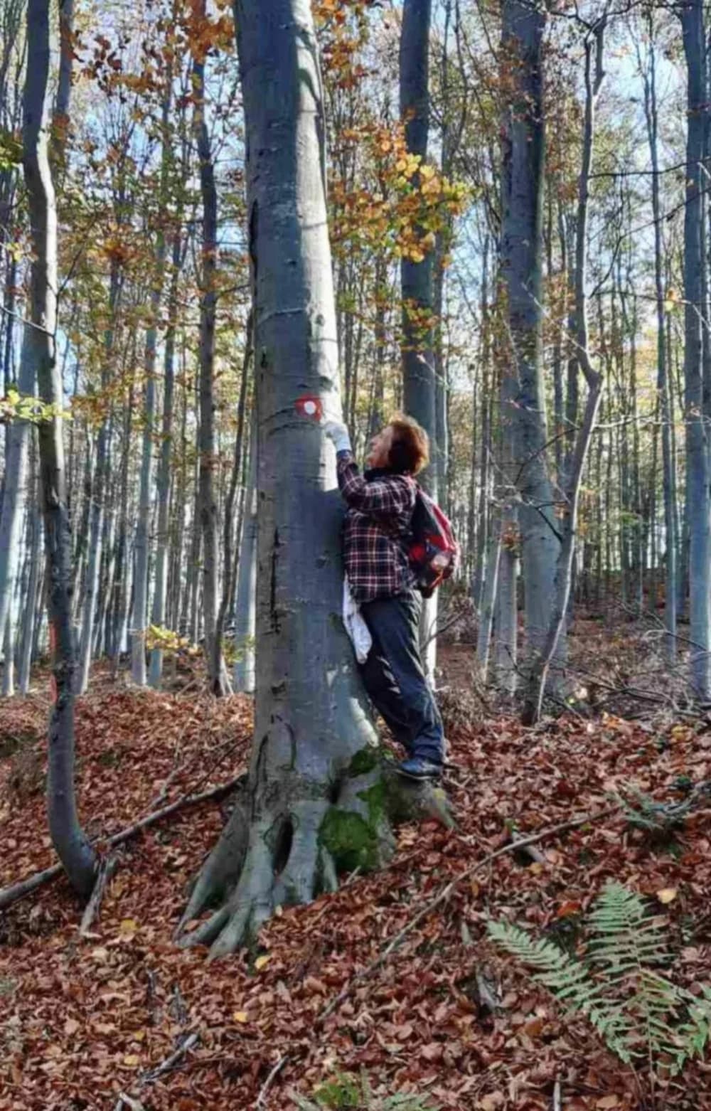 Uređujući putove planinari požeškog Sokolovca uživali u promjeni boja lišća