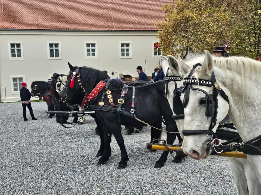 Nikad veći broj planinara, izlagača i posjetitelja na ovogodišnjem Martinje u Kutjevu koje će mnogima u dubokom sjećanju