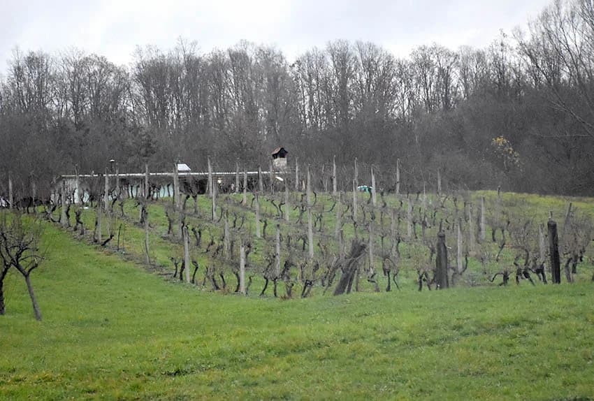 VINSKI KARDINAL VLADO BAUER ZAVRŠIO MARTINJSKI POHOD - Rekordni 16. obred krštenja vina u Matinom vinogradu
