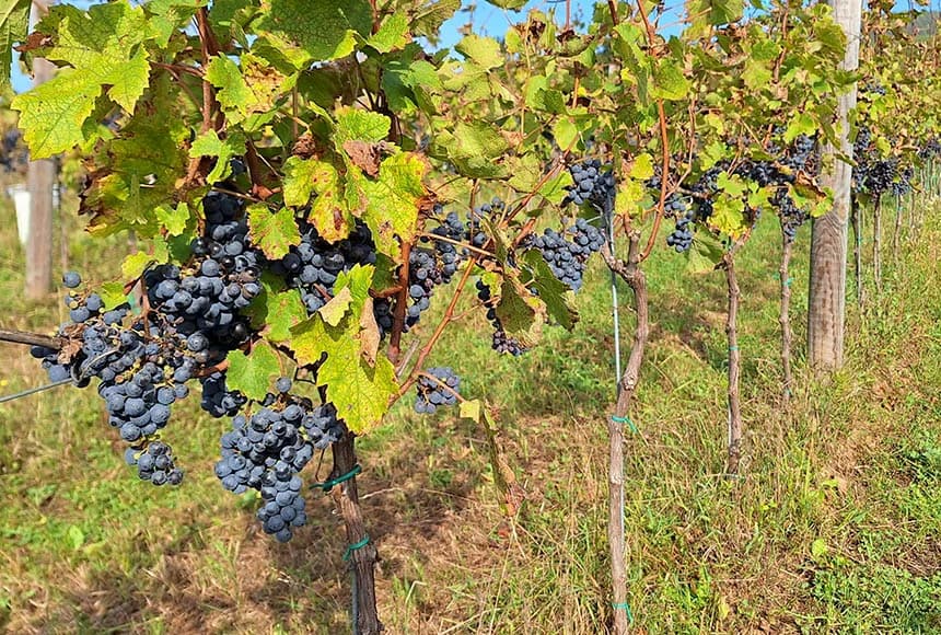 U berbi kod Sontakijevih sudjelovali volonteri iz više zemalja koji borave u Eko centru Latinovac /FOTO/