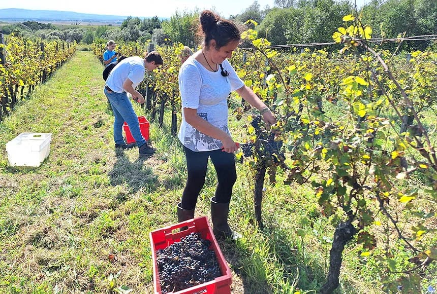 U berbi kod Sontakijevih sudjelovali volonteri iz više zemalja koji borave u Eko centru Latinovac /FOTO/