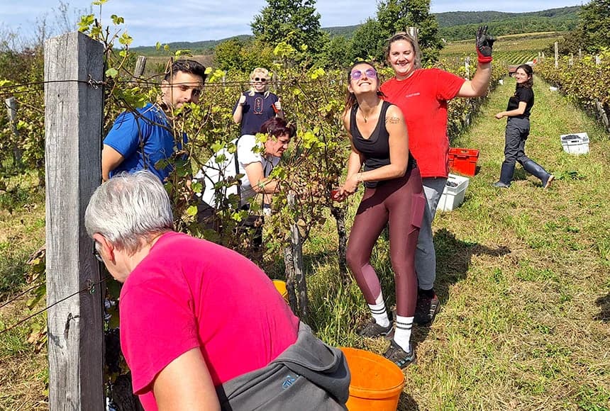 U berbi kod Sontakijevih sudjelovali volonteri iz više zemalja koji borave u Eko centru Latinovac /FOTO/