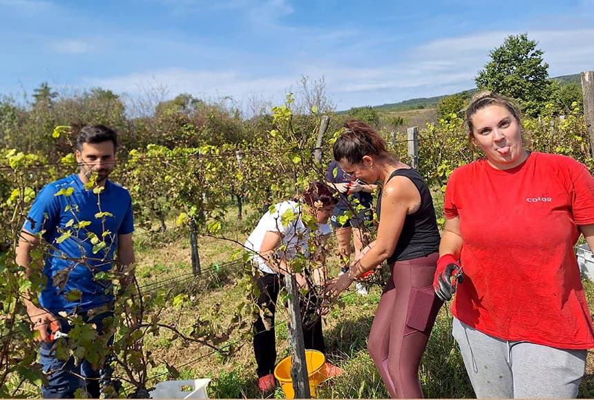 U berbi kod Sontakijevih sudjelovali volonteri iz više zemalja koji borave u Eko centru Latinovac /FOTO/