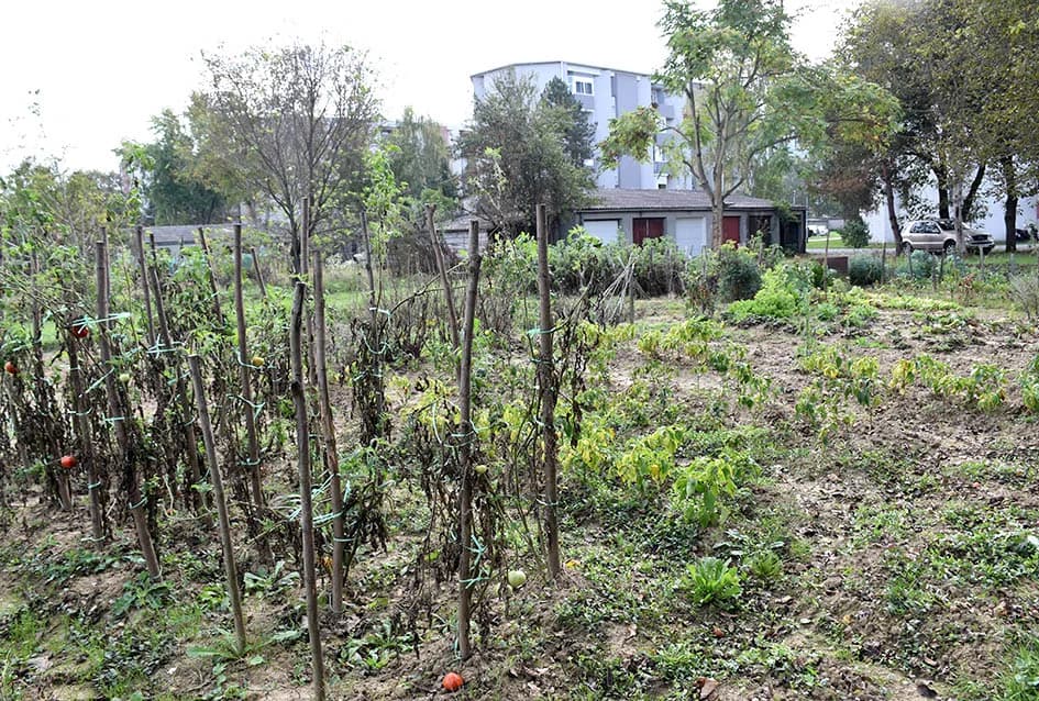 RODNE VRTOVE U BABINOM VIRU PUSTOŠE KRADLJIVCI: Kradu rajčice, tikvice, papriku i kupus [FOTO]